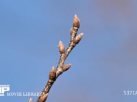 クヌギ　冬芽 4K　広葉樹、落葉樹