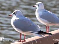 ユリカモメ　成鳥 4K