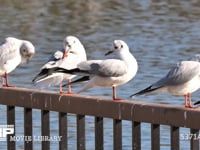 ユリカモメ成鳥　羽繕いをする 4K