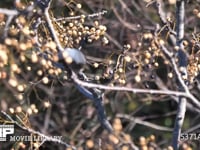 ヒヨドリ　センダンの実を食べる 4K