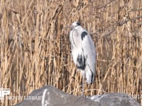 アオサギ成鳥の冬羽 4K