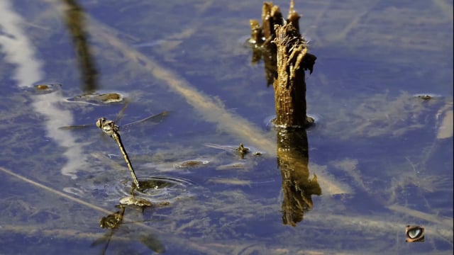 Tau Emerald Dragonfly (Hemicordulia tau) 'slo-mo' of egg laying. Canberra, Australia