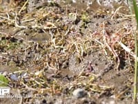 アキアカネ　連接打泥産卵 刈り取り後の水田で見られる光景