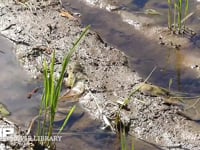 アキアカネ　連接打泥産卵 刈り取り後の水田で見られる光景