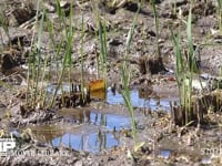 アキアカネ　連接打泥産卵 刈り取り後の水田で見られる光景