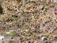 アキアカネ　連接打泥産卵 刈り取り後の水田で見られる光景