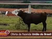 Oferta da Fazenda União do Brasil