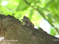 アブラゼミ 鳴きながら幹を移動する