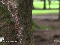 アブラゼミ　産卵 公園のケヤキ樹皮に産卵　背景に人が通る