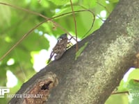 アブラゼミ 鳴きながら移動するオンボロ♂