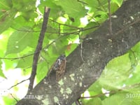 アブラゼミ 鳴きながら移動する♂