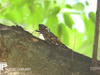 アブラゼミ 鳴く