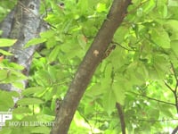 アブラゼミ 鳴く♂と木の汁を吸う♀