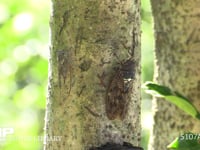 木の汁を吸うアブラゼミ♀とツクツクホウシ♀ 