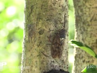 木の汁を吸うアブラゼミ♀とツクツクホウシ♀ 