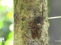 木の汁を吸うアブラゼミ♀とツクツクホウシ♀ 