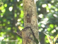 アブラゼミ 木に止まる