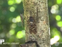 木の汁を吸うアブラゼミ♀とツクツクホウシ♀ 