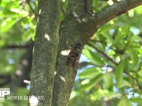 アブラゼミ　鳴く♂ 