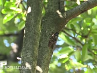 アブラゼミ　鳴く♂ 鳴きながら移動する