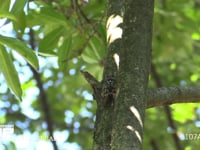 アブラゼミ　鳴く 鳴きながら移動する