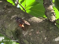 アブラゼミ　♂ 鳴く