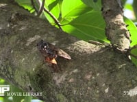 アブラゼミ　♂ 鳴きながら移動する