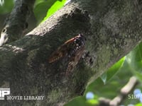 アブラゼミ　♂ 鳴きながら移動する