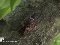 アブラゼミ 木の汁を吸う