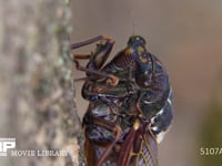 アブラゼミ 幹に口吻を当て木の汁を吸う　