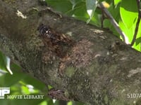 アブラゼミ　♂ 鳴きながら♀に向かって移動する