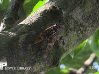 アブラゼミ　♂ 鳴き始める