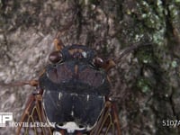 アブラゼミ　頭胸部 複眼と単眼