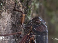 アブラゼミ 幹に口吻を当て木の汁を吸う　