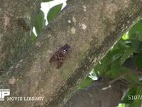 アブラゼミ　♂ 鳴く