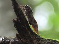 アブラゼミ 古枯れ枝に産卵する♀