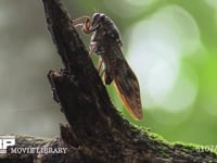 アブラゼミ 古枯れ枝に産卵する♀