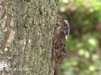 アブラゼミ 幹に産卵する♀