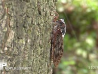 アブラゼミ 幹に産卵する♀