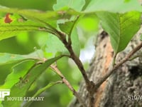 シャクトリムシの一種歩く ヒメシャクの一種？