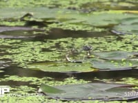 シオカラトンボ 交尾から離れて休む♀が飛びたとうとすると別の♂が連れ去る