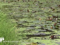 シオカラトンボ 池の縁をパトロールする♂たち