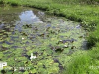 シオカラトンボ スイレン池の縁をパトロールする♂