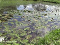 シオカラトンボ スイレン池の縁をパトロールする♂