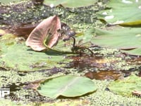 ギンヤンマ　産卵 ハス葉上から水中の茎に産卵する　強風で蓮の葉が裏返り産卵場所を移動する　