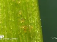 シオカラトンボ　水草に産まれた卵 