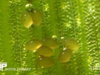 シオカラトンボ　水草に産まれた卵 