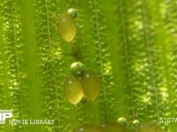 シオカラトンボ　水草に産まれた卵 