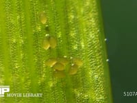 シオカラトンボ　水草に産まれた卵 