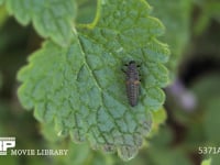 ナナホシテントウ　2齢幼虫 